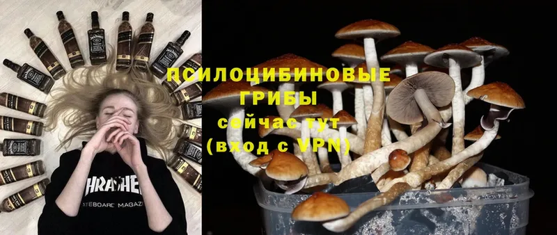 Псилоцибиновые грибы Magic Shrooms  Гатчина 